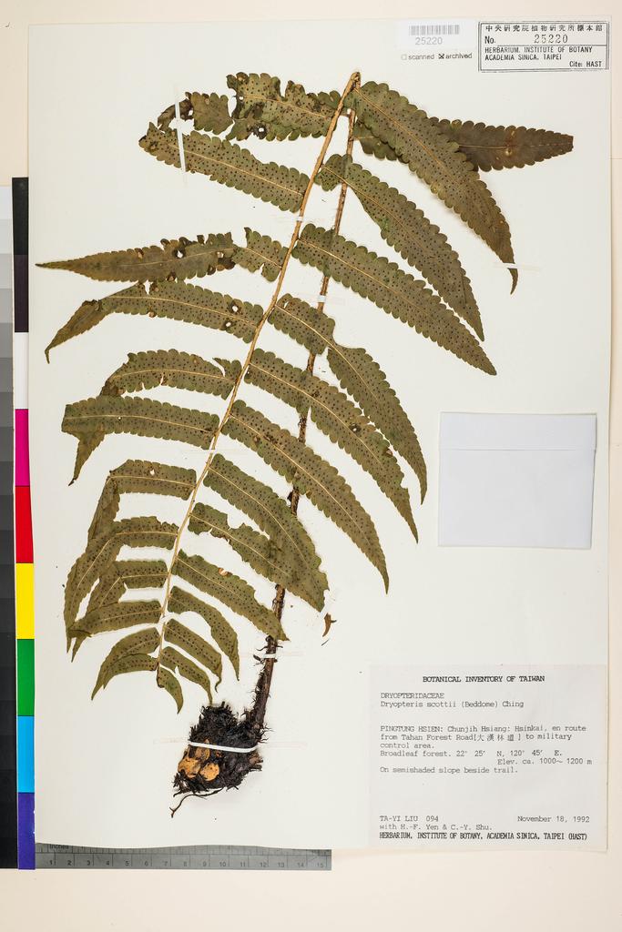 <Unit #39058 Liu, Ta-Yi | 劉大義 | 94:: | Dryopteris scottii (Bedd.) Ching>