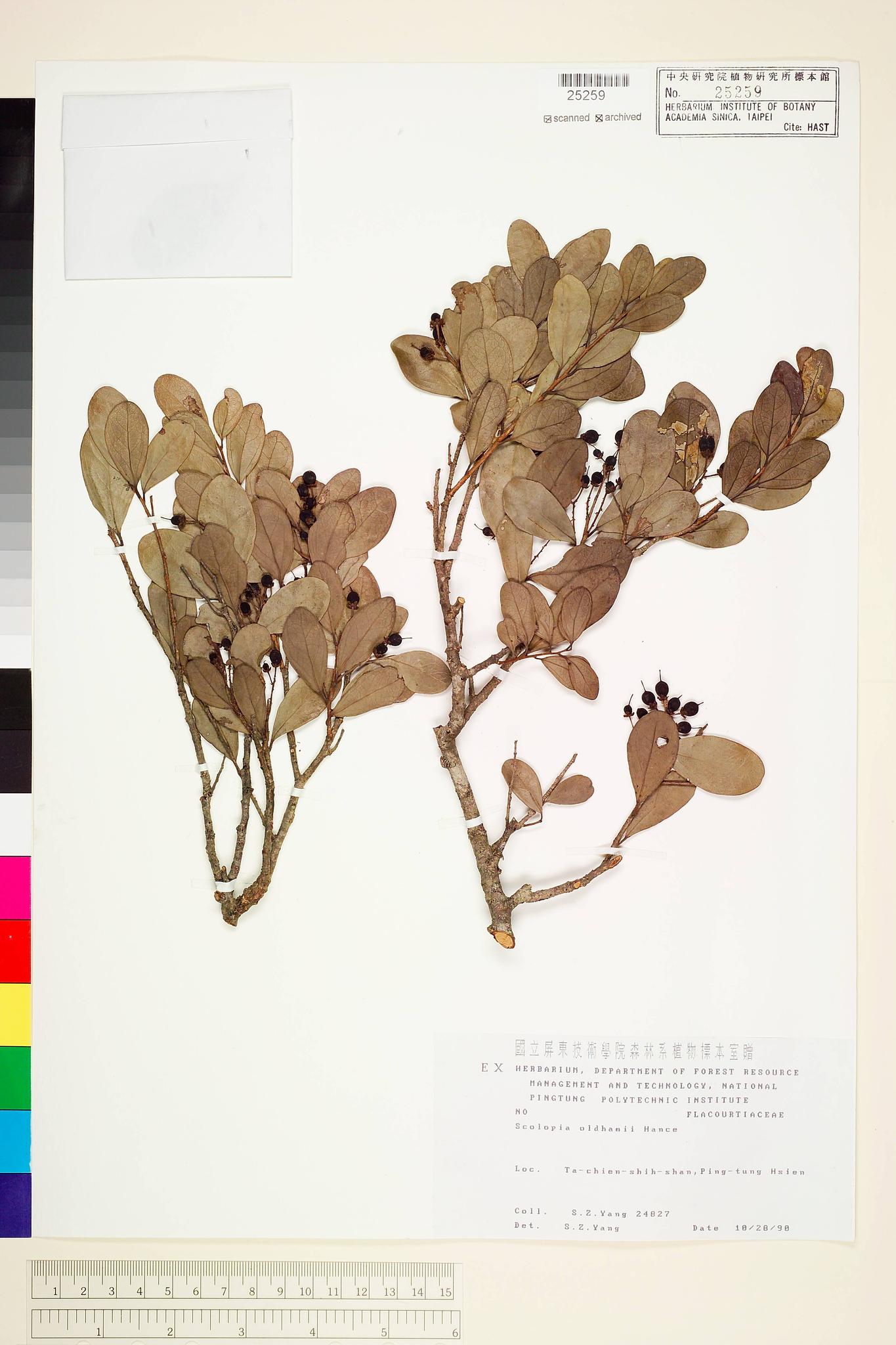 Sample image for viewer