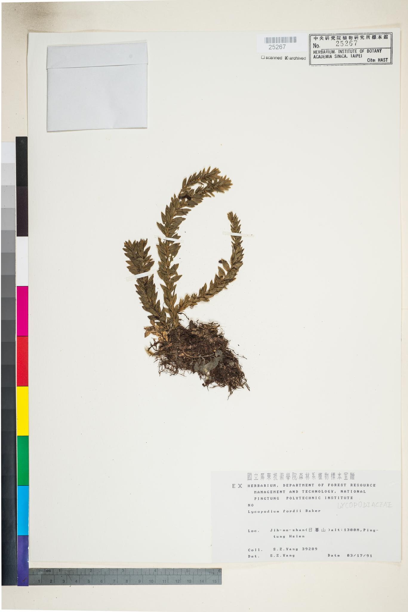 Sample image for viewer