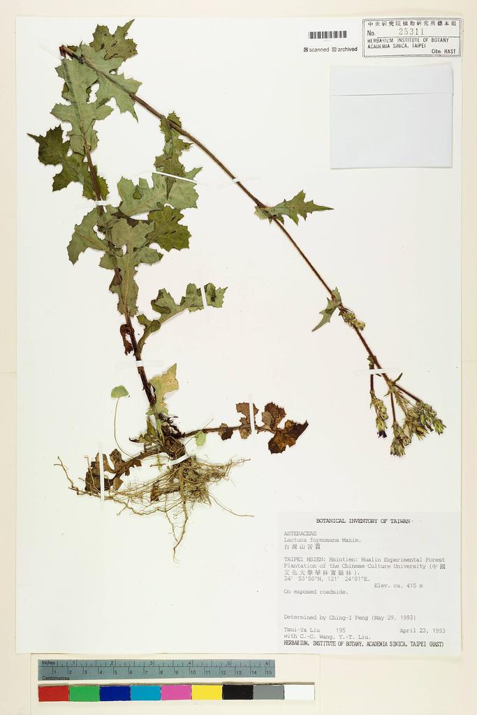 <Unit #32878 Liu, Tsui-Ya | 劉翠雅 | 195:: | Lactuca formosana Maxim.>