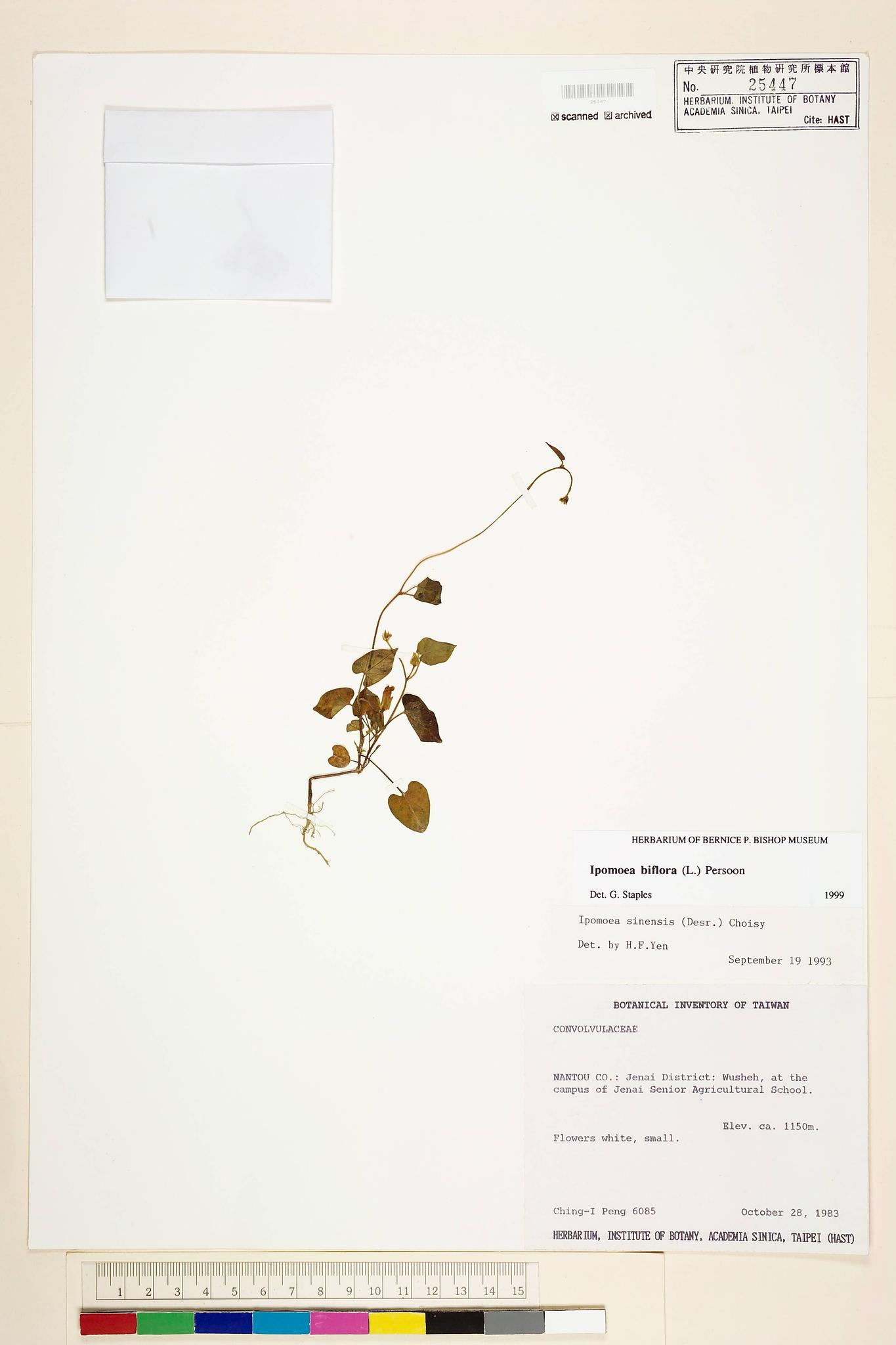 Sample image for viewer