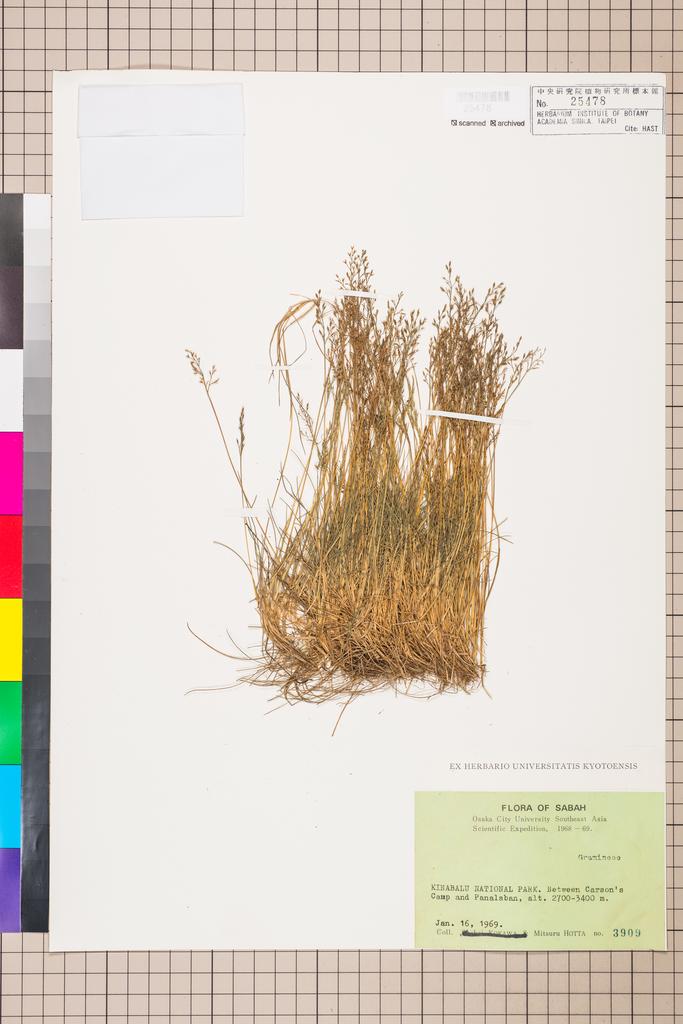 <Unit #114155  | 3909:: | POACEAE>
