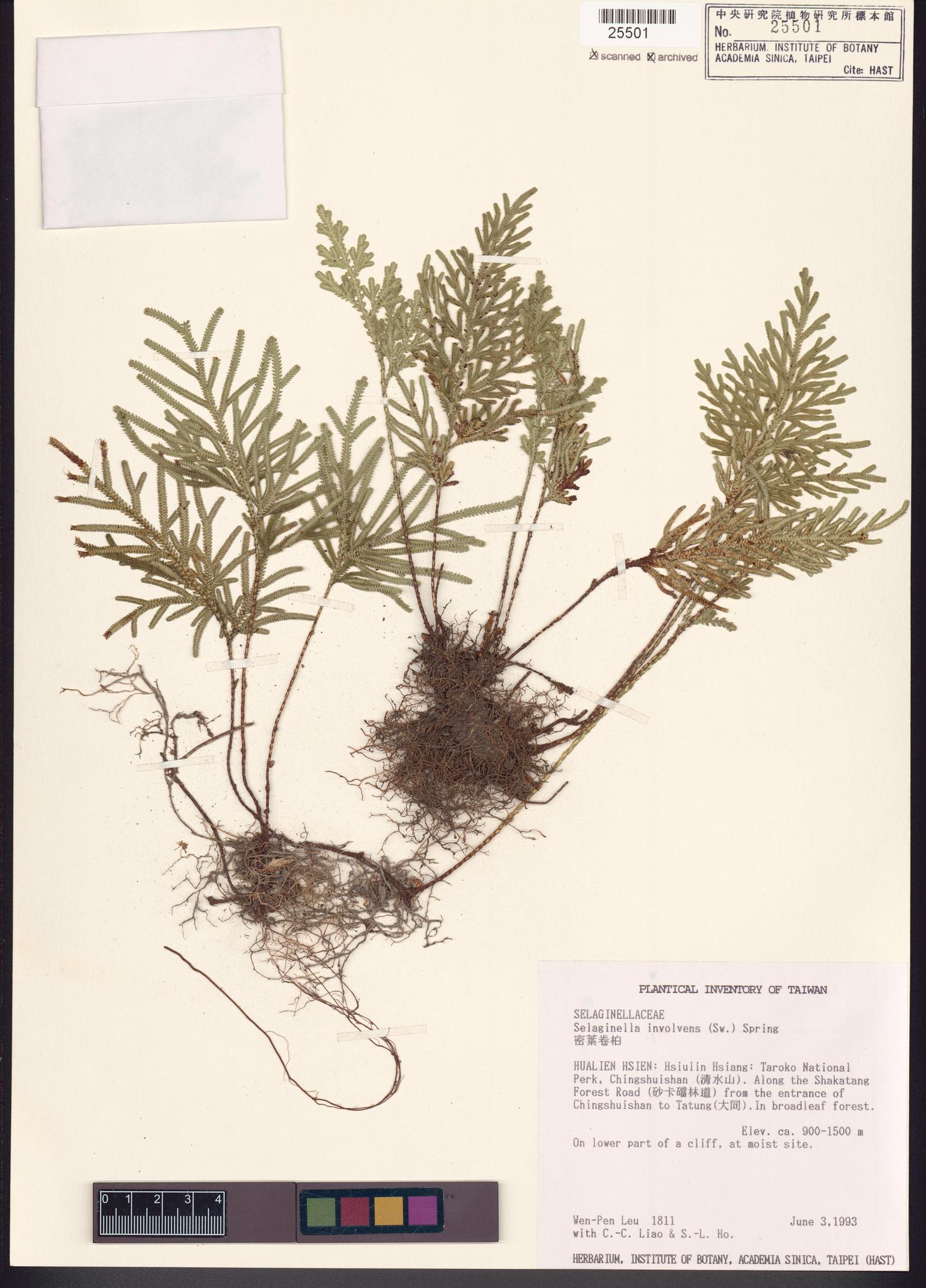 Sample image for viewer