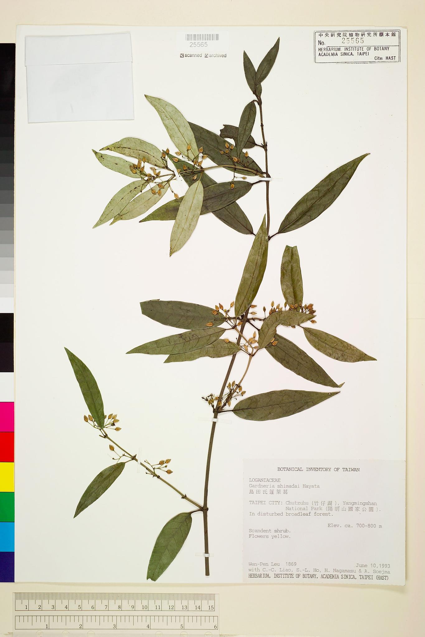 Sample image for viewer