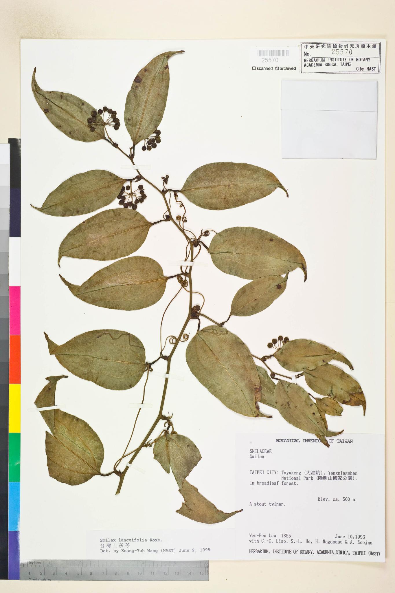 Sample image for viewer