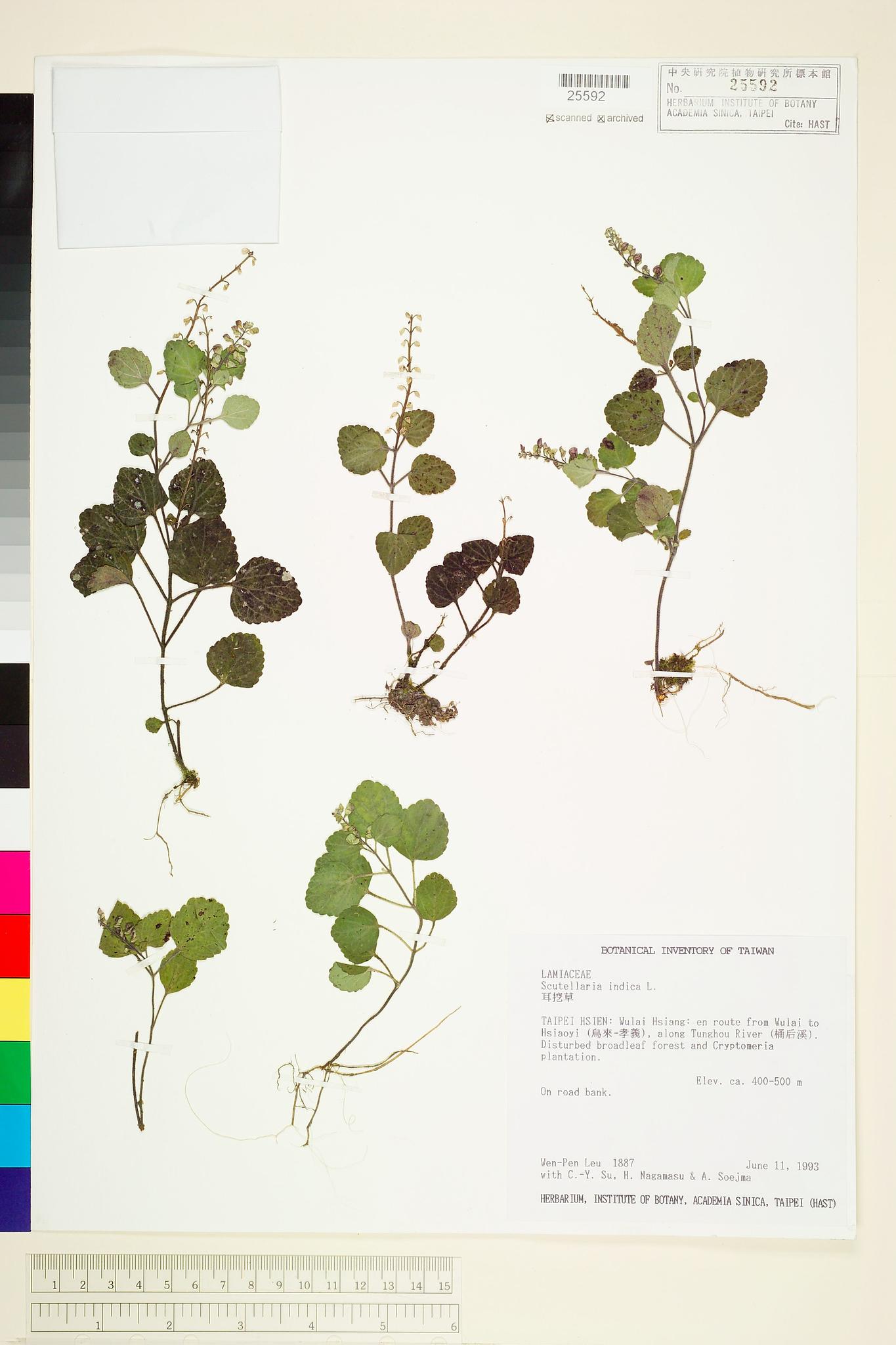 Sample image for viewer