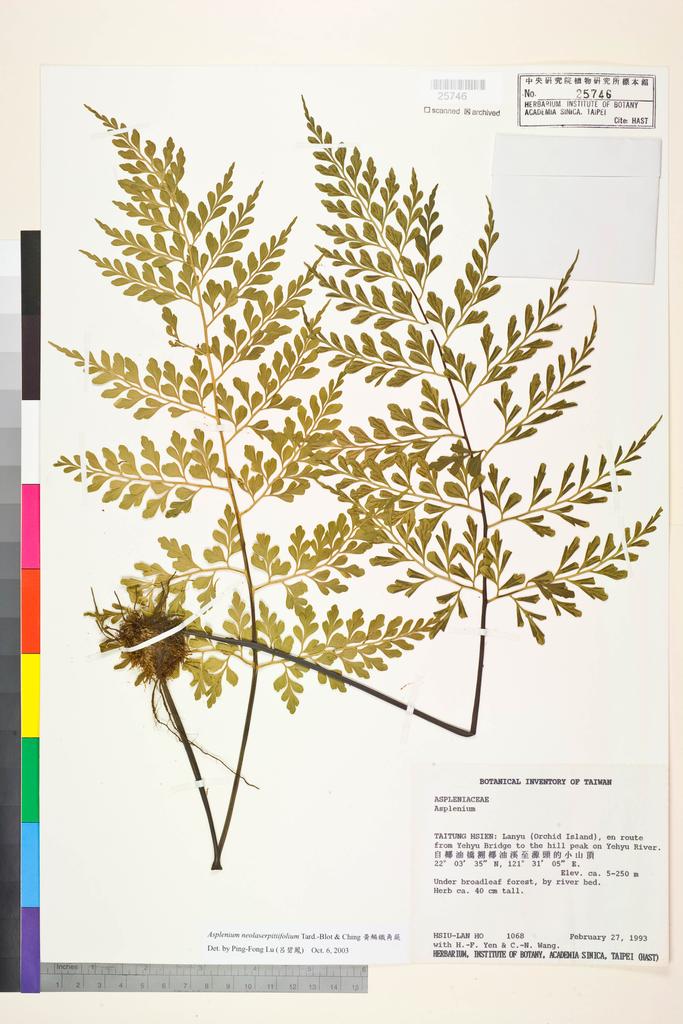 <Unit #5635 Ho, Hsiu-Lan | 何秀蘭 | 1068:: | Asplenium neolaserpitiifolium Tardieu & Ching>