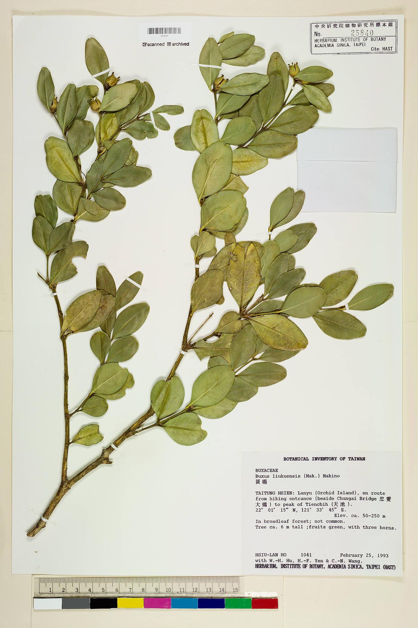 Sample image for viewer