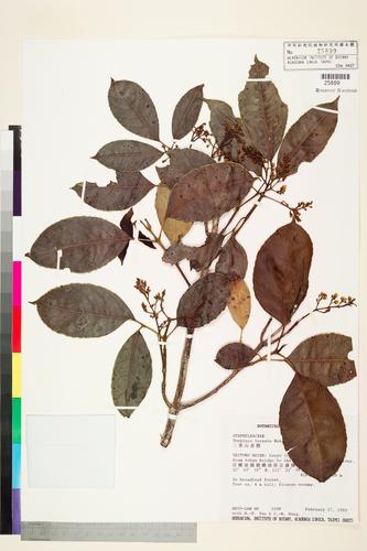 Turpinia ternata Nakai