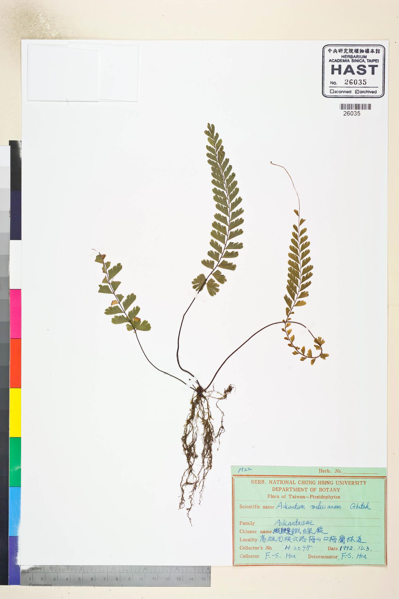 Sample image for viewer