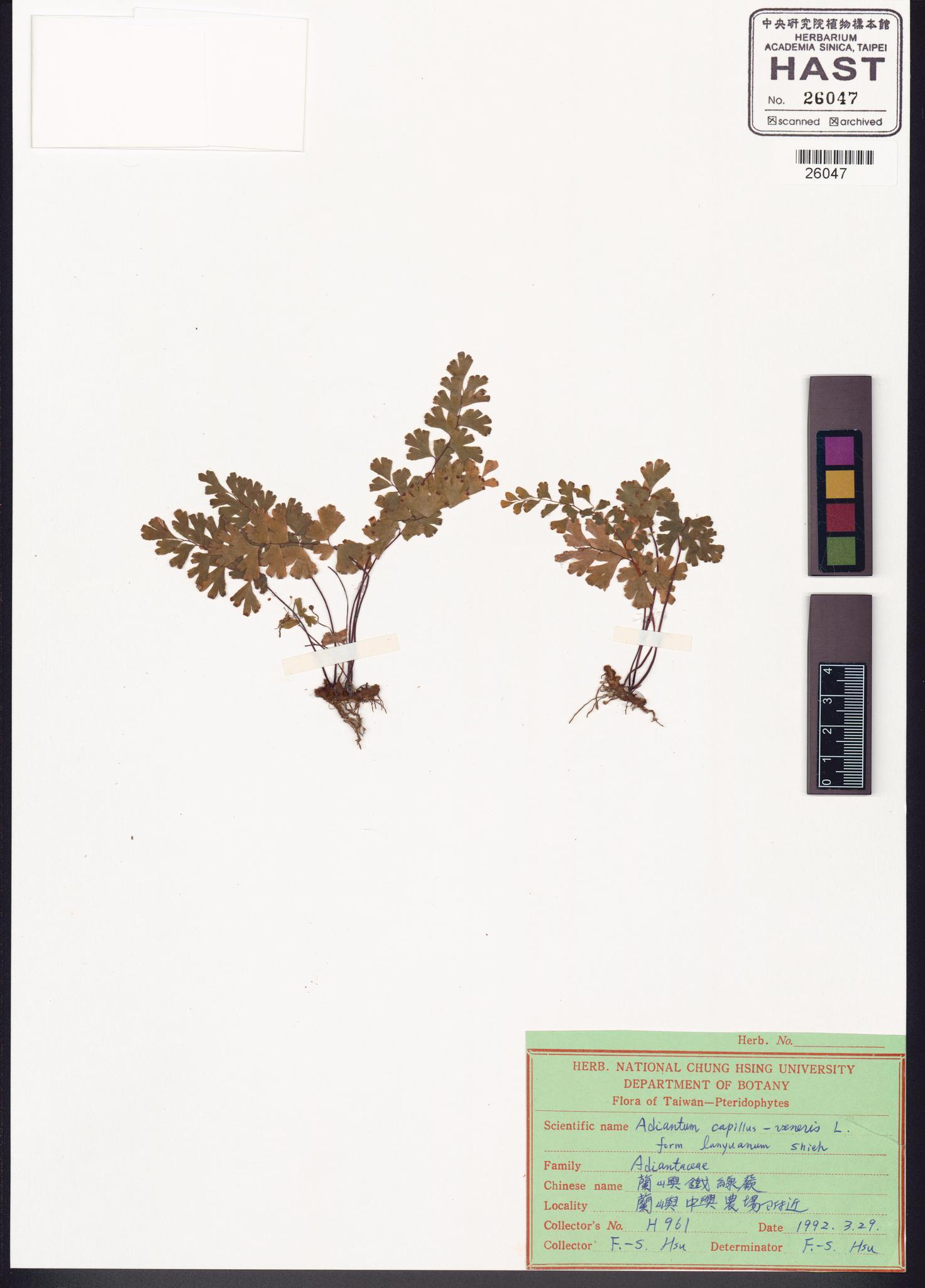 Sample image for viewer