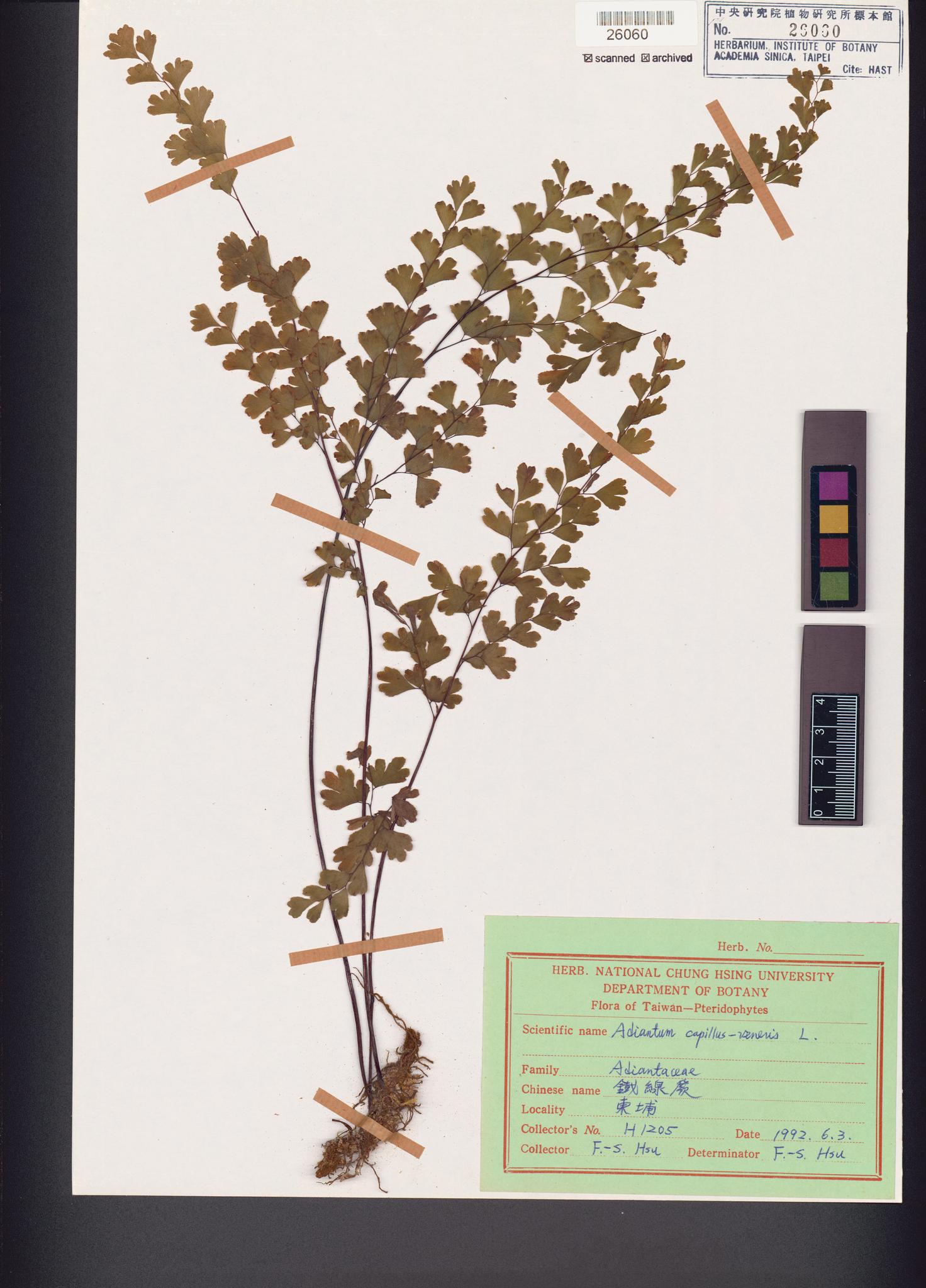 Sample image for viewer