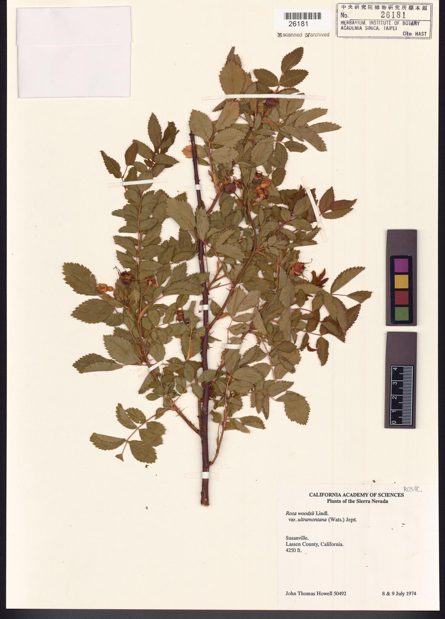 Sample image for viewer