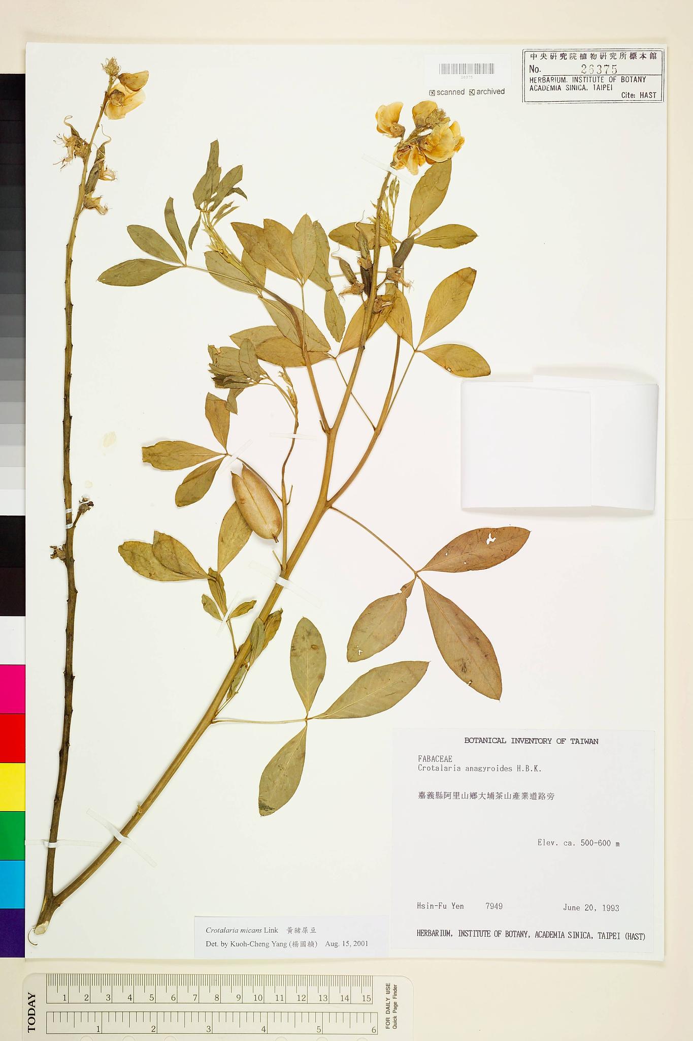 Sample image for viewer