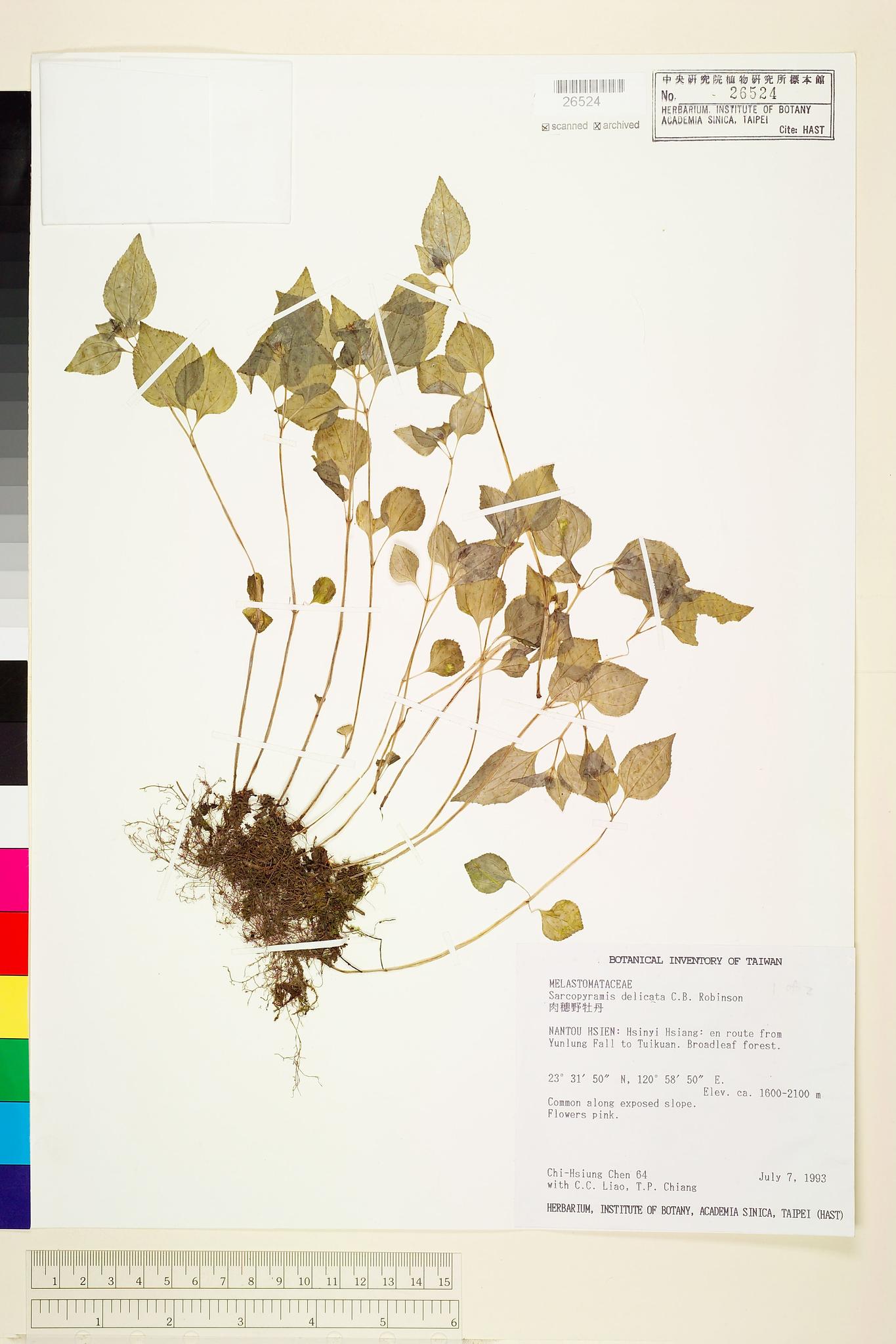 Sample image for viewer