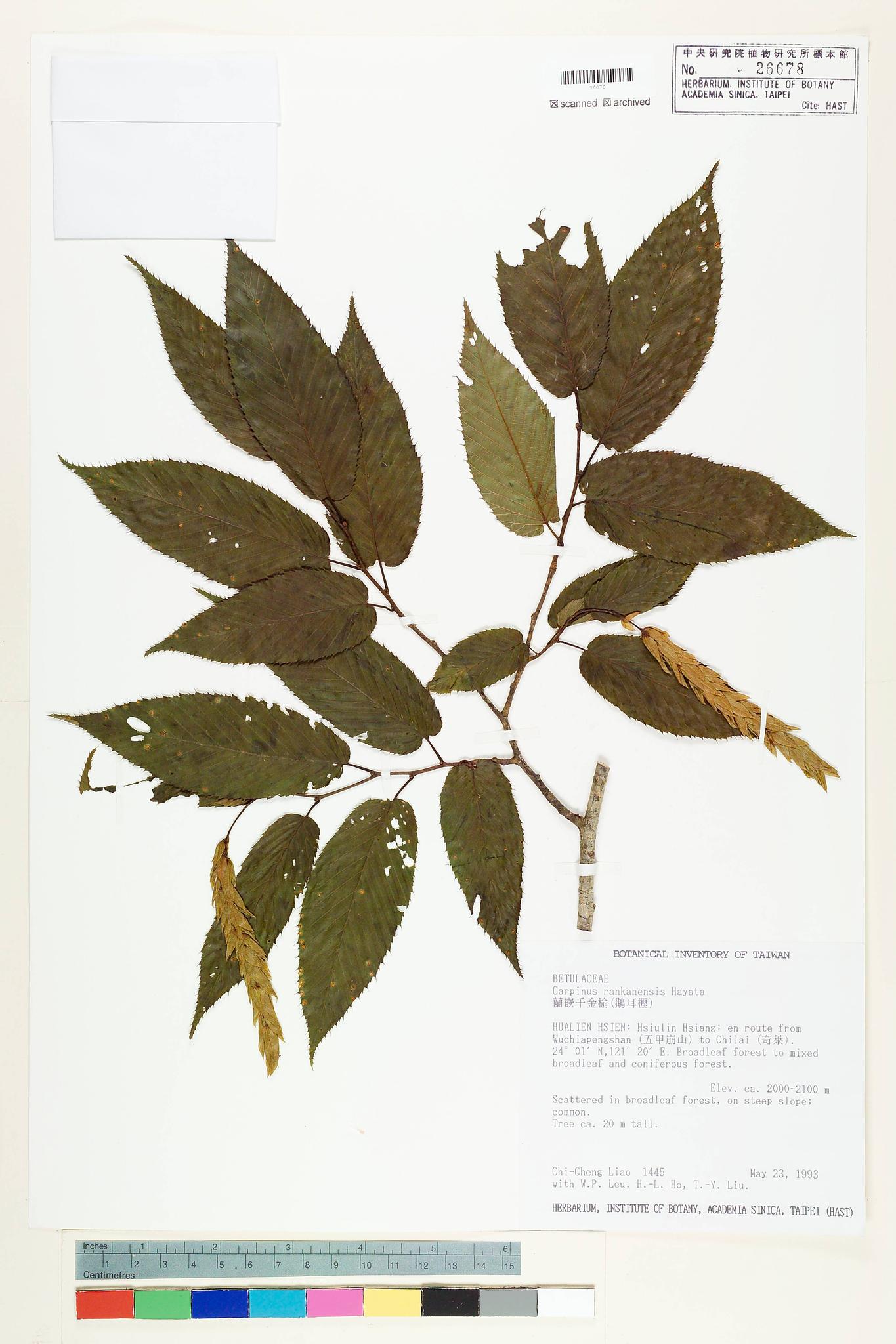 Sample image for viewer