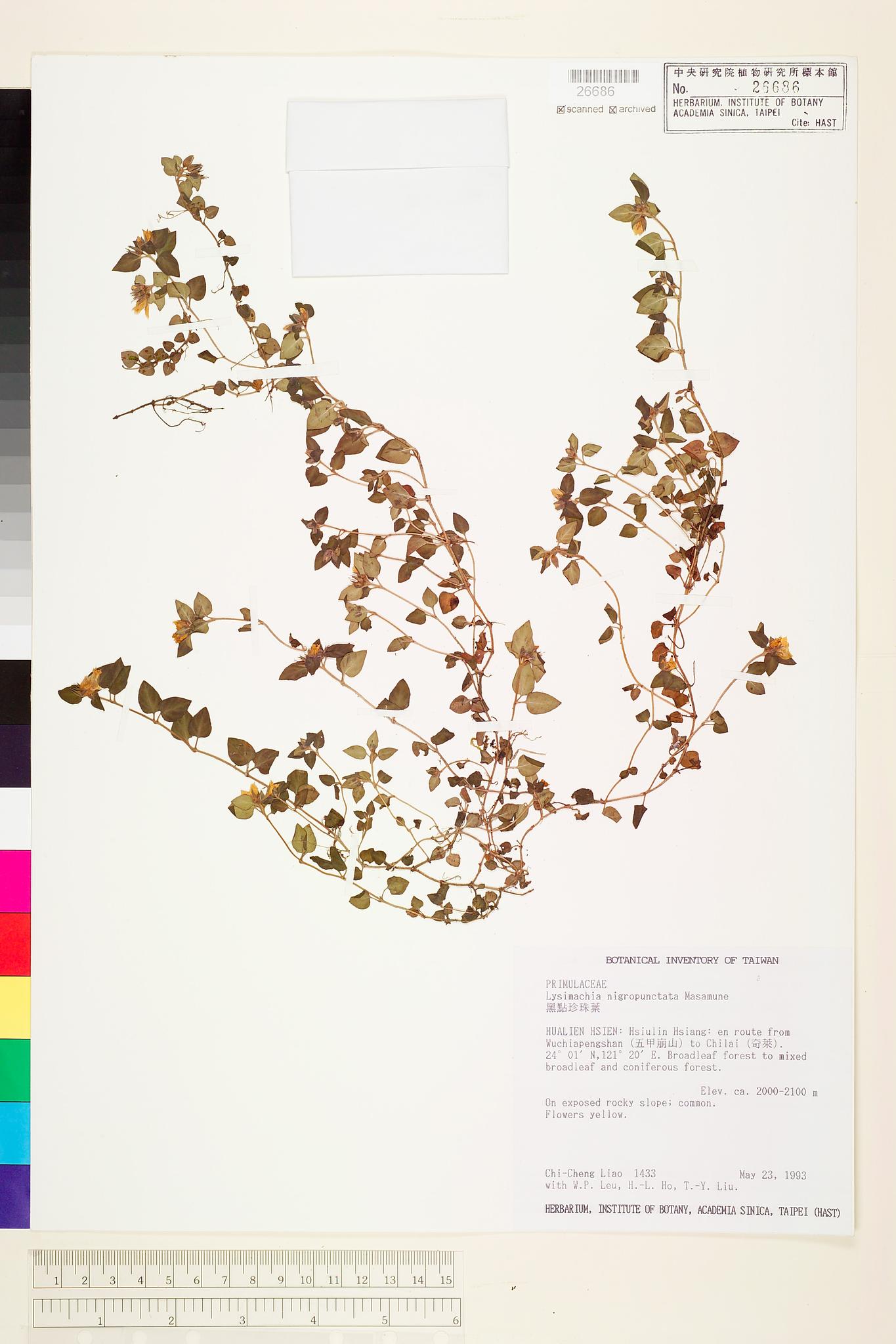 Sample image for viewer