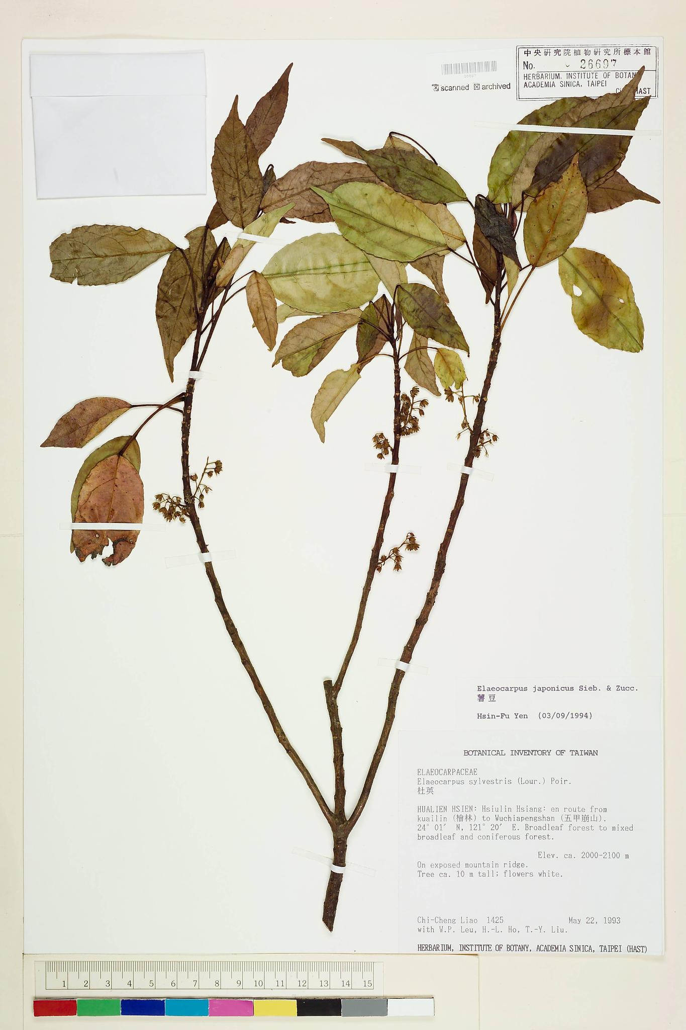 Sample image for viewer