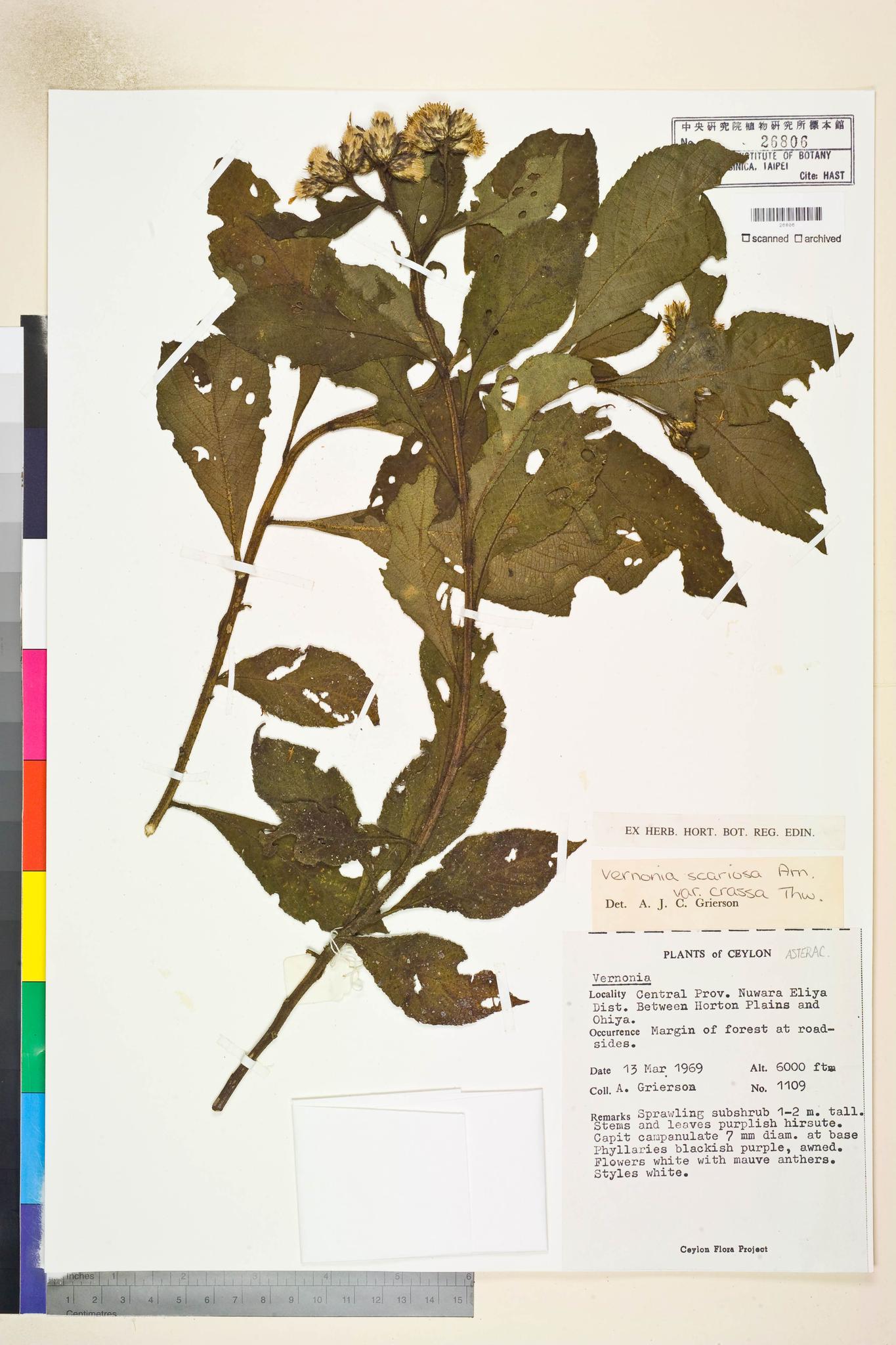 Sample image for viewer