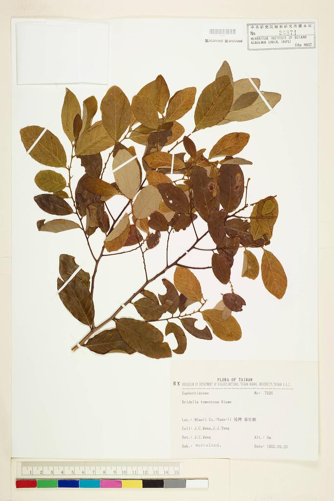 <Unit #56551 Wang, Jenn-Che | 王震哲 | 7826:: | Bridelia tomentosa Bl.>