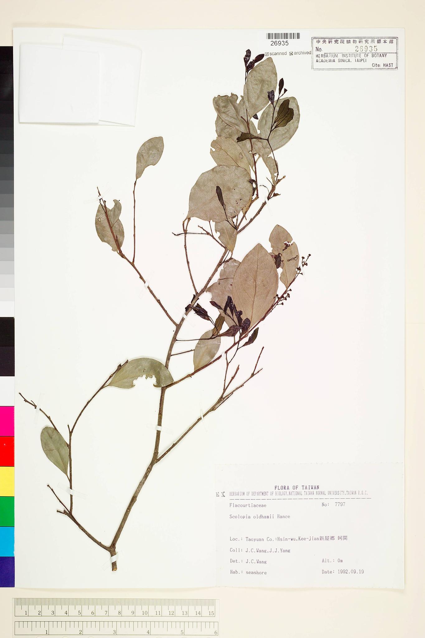 Sample image for viewer