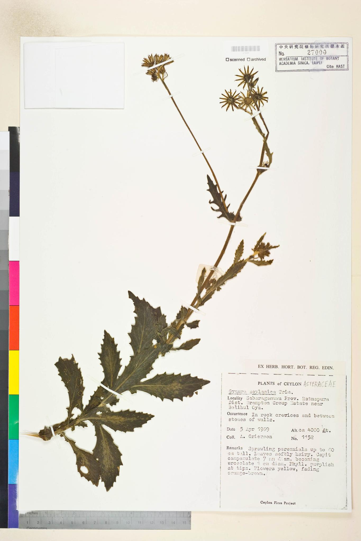 Sample image for viewer