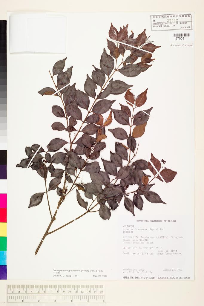 <Unit #14057 Leu, Wen-Pen | 呂文賓 | 2002:: | Decaspermum gracilentum (Hance) Merr. & Perry>