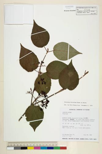 Viburnum furcatum Blume ex Maxim.