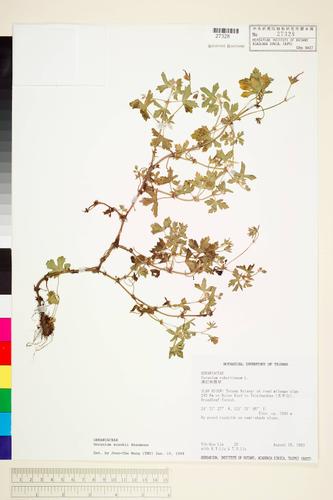 Geranium suzukii Masam.