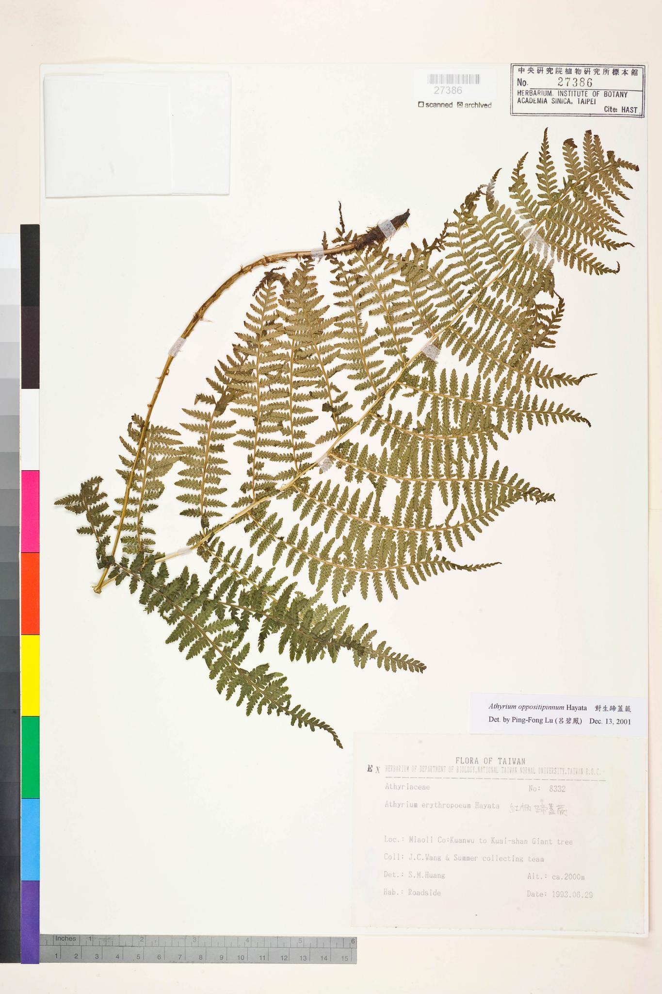 Sample image for viewer