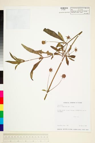 Hyptis rhomboides Mart. & Gal.