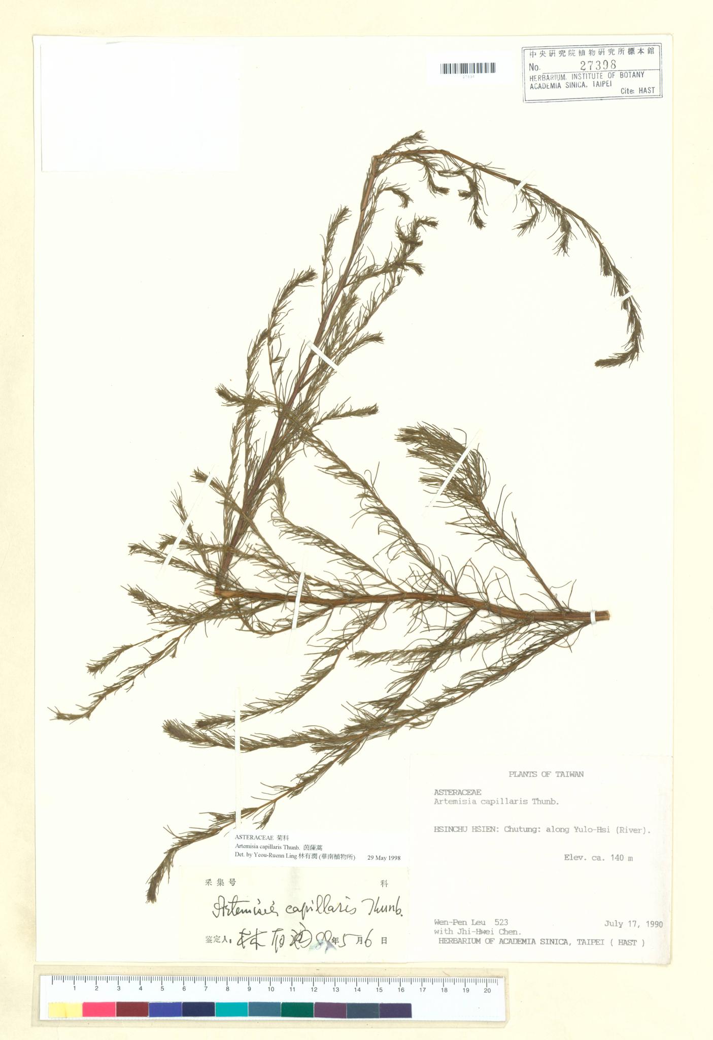 Sample image for viewer