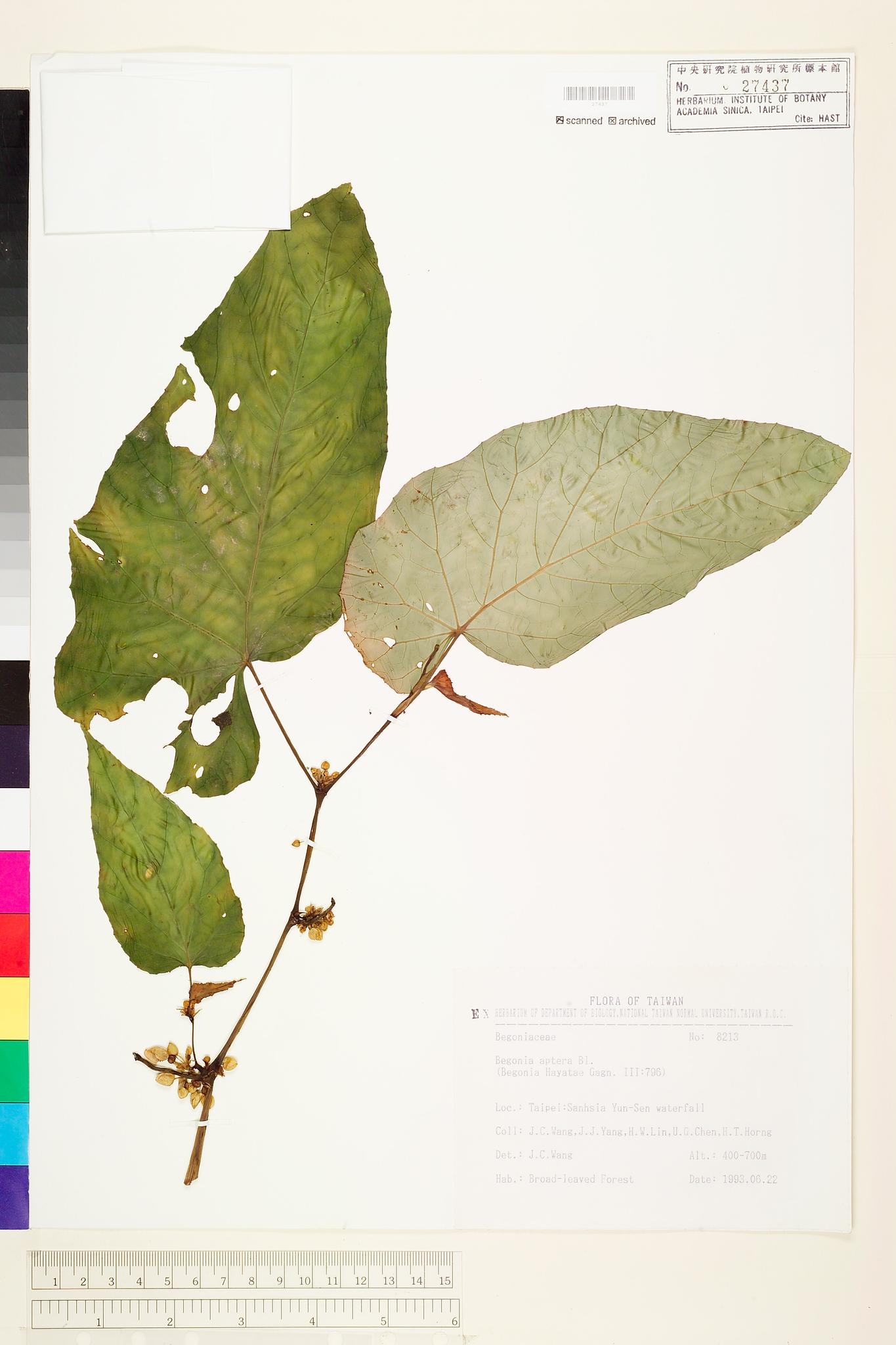 Sample image for viewer