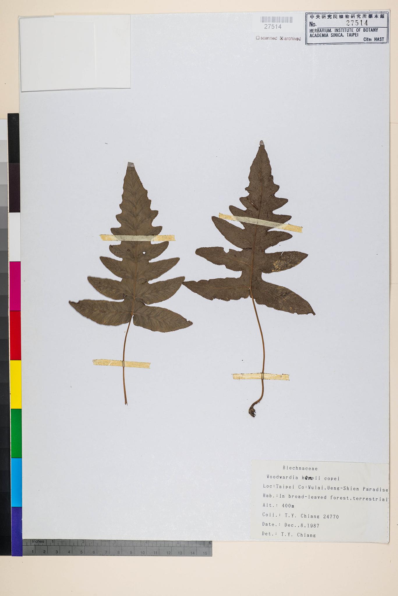 Sample image for viewer