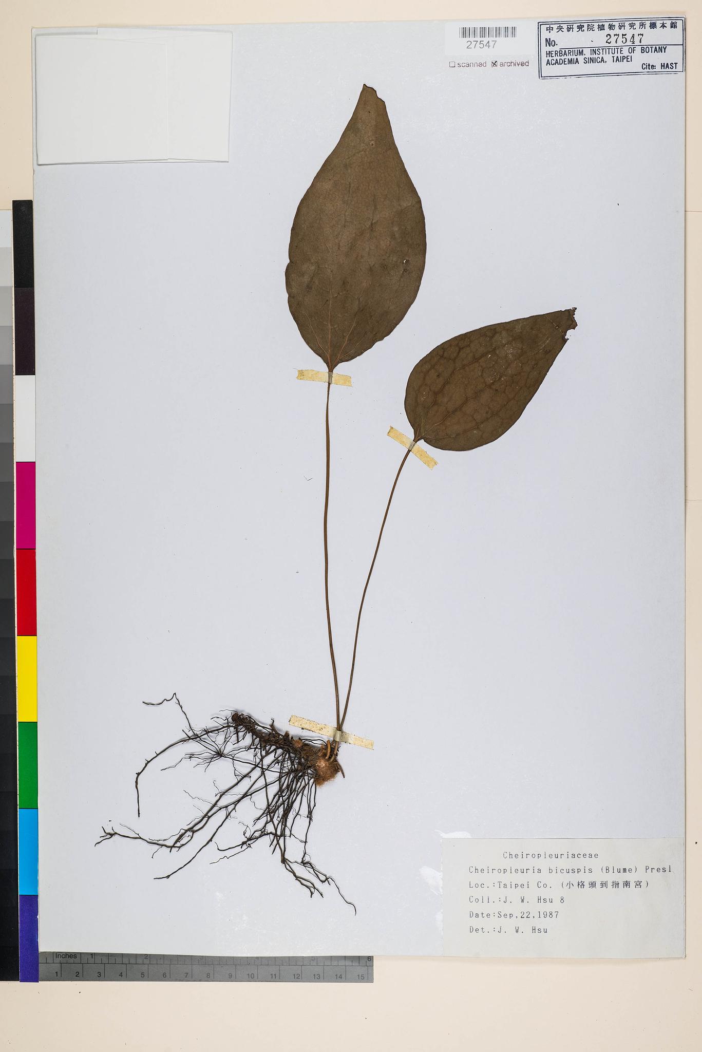 Sample image for viewer