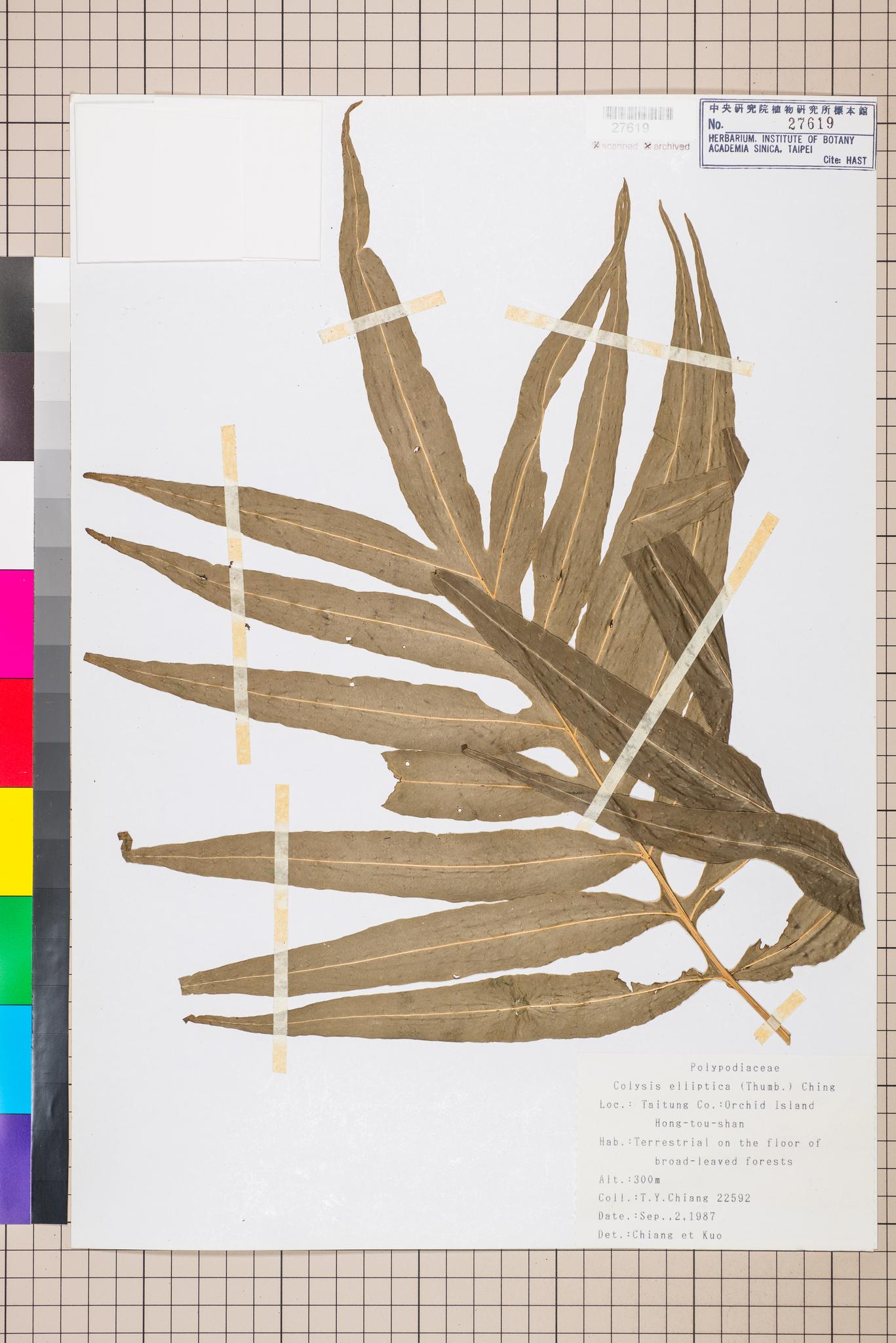 Sample image for viewer