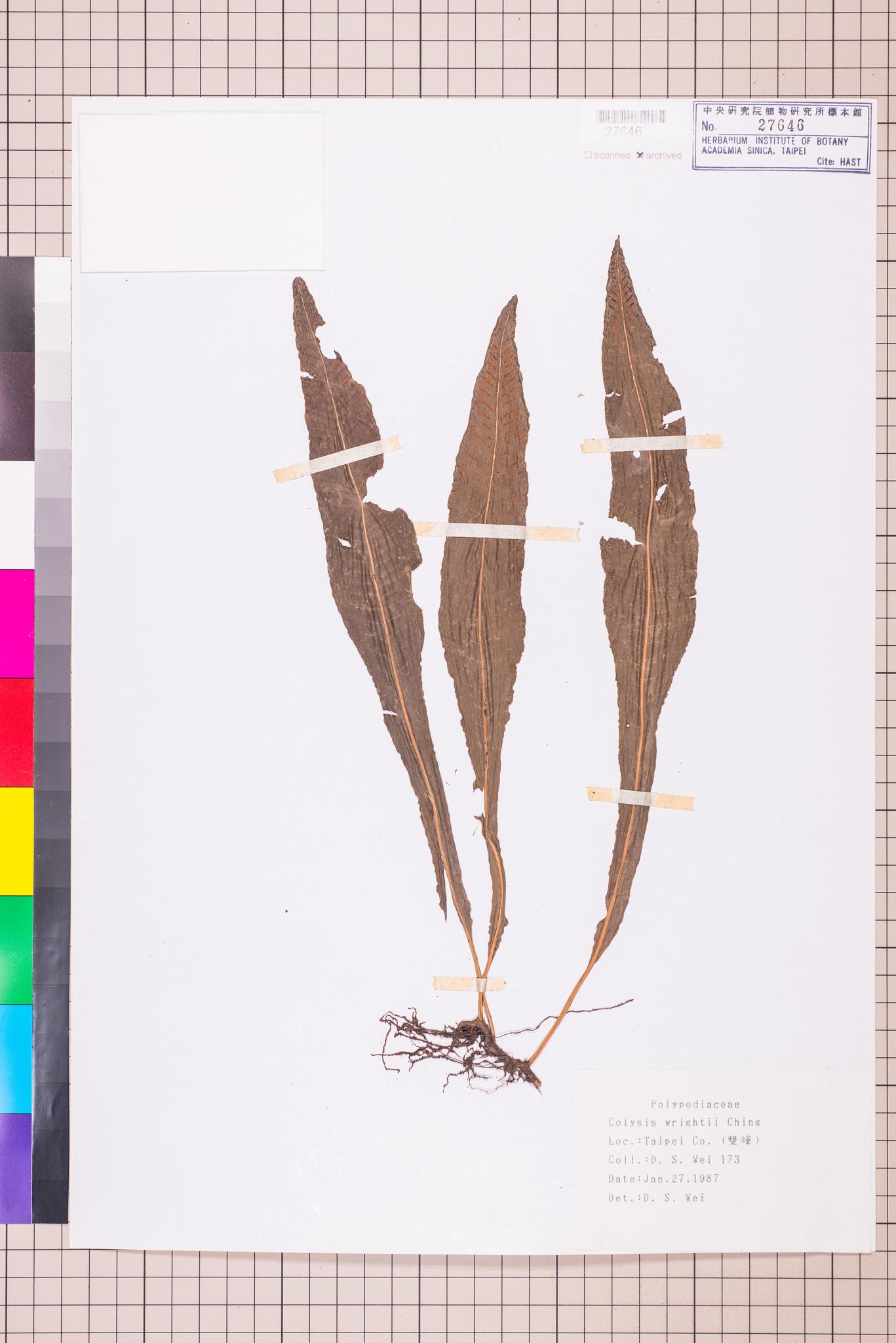 Sample image for viewer