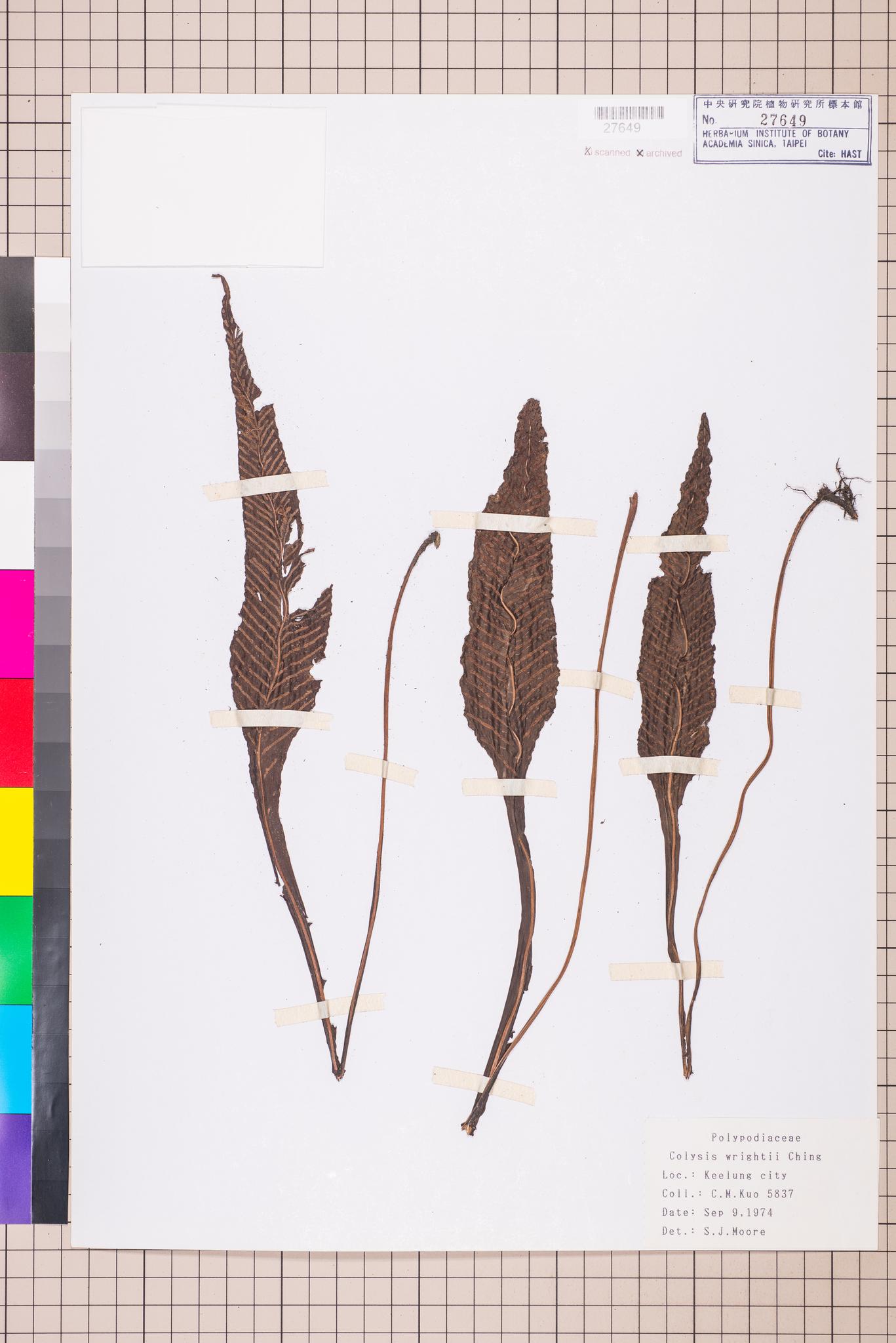 Sample image for viewer