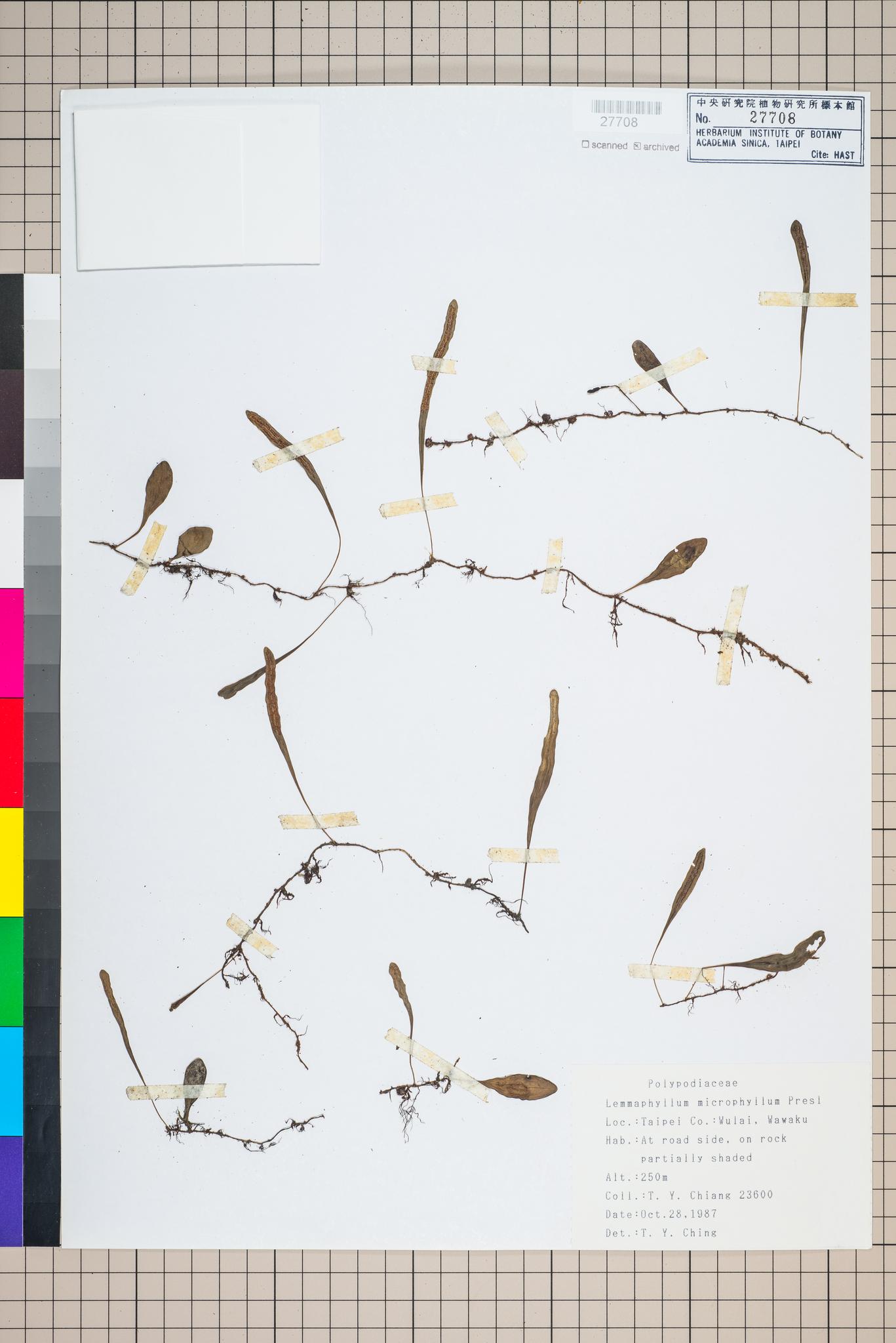 Specimen image