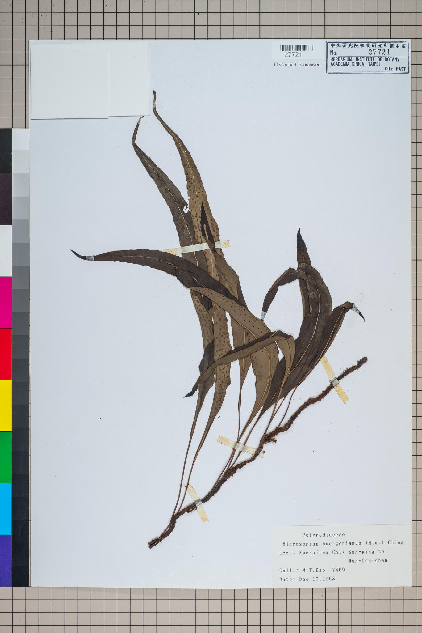 Sample image for viewer