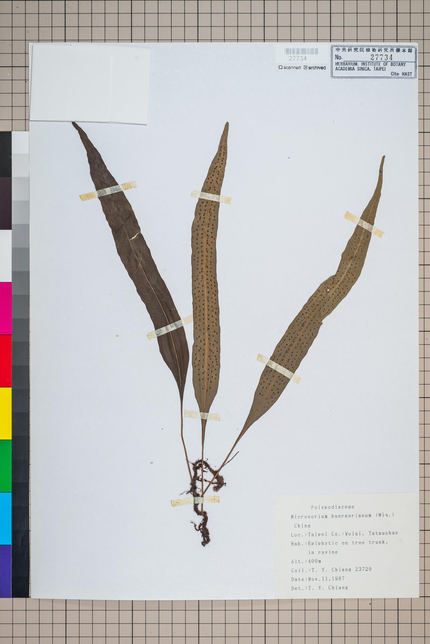 Sample image for viewer