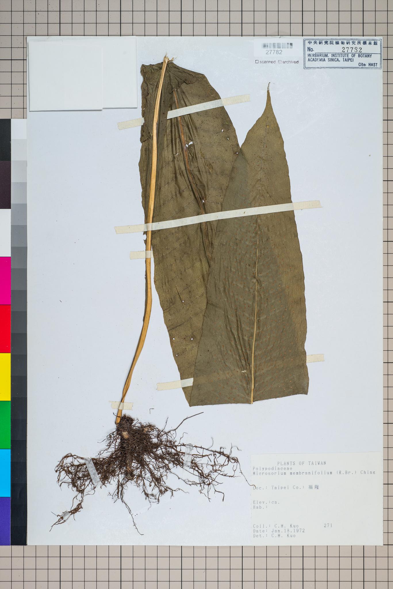 Sample image for viewer