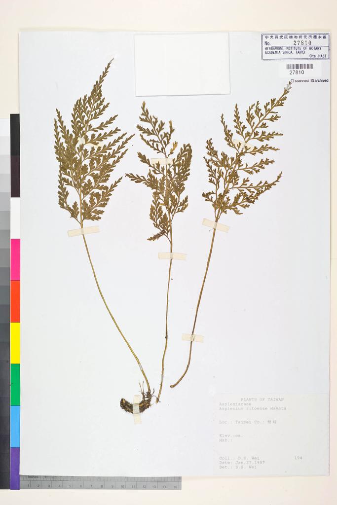 <Unit #84485 Wei, D. S. | 魏道行 | 194:: | Asplenium ritoense Hayata>