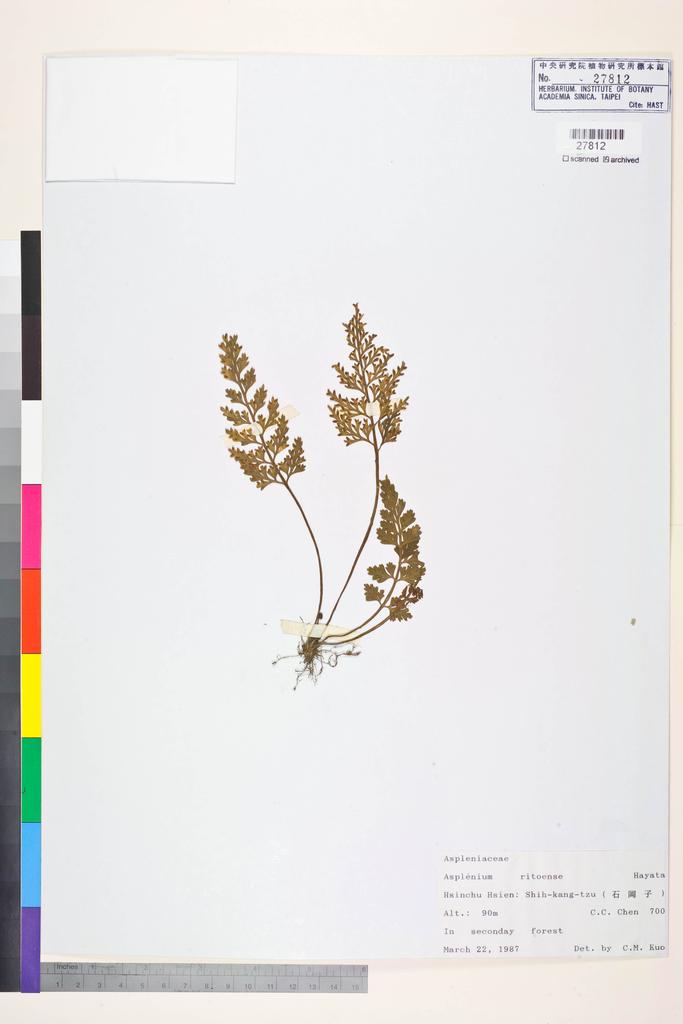 <Unit #84482 Chen, C. C. |  | 700:: | Asplenium ritoense Hayata>