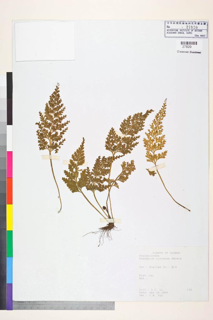 <Unit #84468 Li, L. C. |  | 139:: | Asplenium ritoense Hayata>