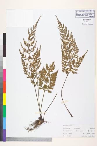 Asplenium ritoense Hayata