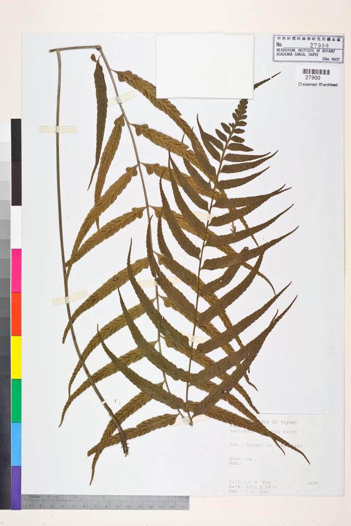 <Unit #83739 Kuo, Chen-Meng | 郭城孟 | 1695:: | Asplenium wrightii Eaton ex Hook.>