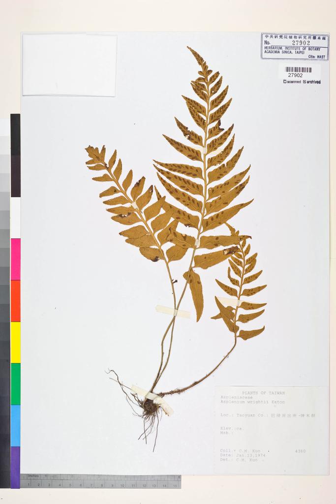 <Unit #83741 Kuo, Chen-Meng | 郭城孟 | 4360:: | Asplenium wrightii Eaton ex Hook.>