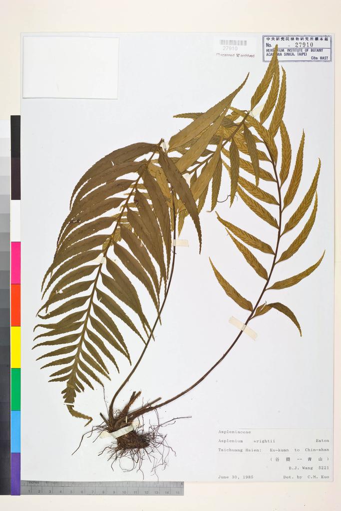 <Unit #83744 Wang, Bi-Jao | 王弼昭 | 5221:: | Asplenium wrightii Eaton ex Hook.>