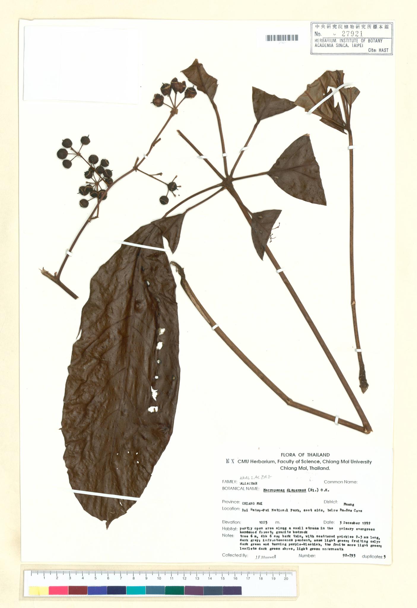 Sample image for viewer